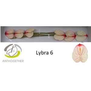 Anthurium Lybra