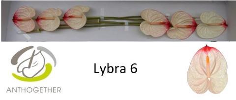 <h4>Anthurium Lybra</h4>