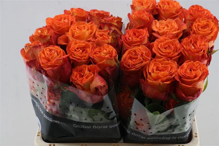 <h4>R Gr Careless Whisper</h4>