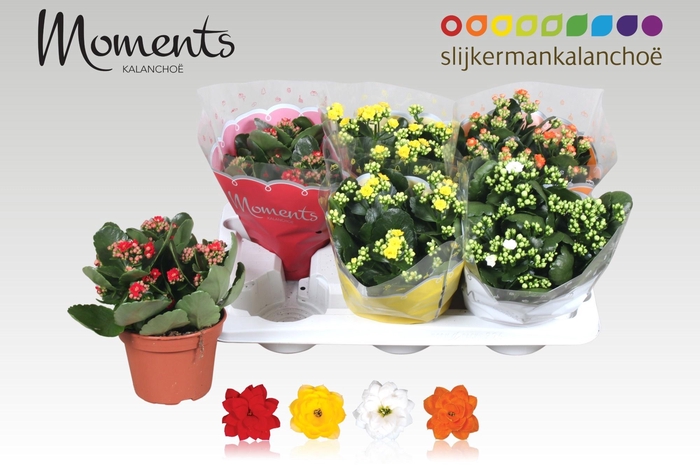 <h4>KAL GE GEM 4 KL</h4>