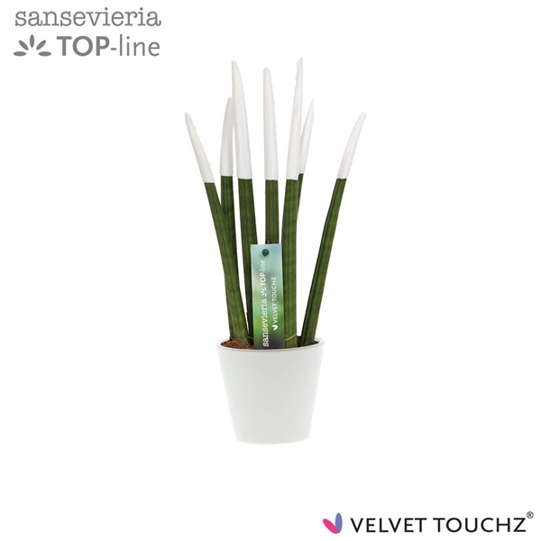 <h4>Sansevieria VELVET TOUCHZ® Wit In keramiek R'dam</h4>