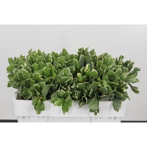 Pittosporum Ilan