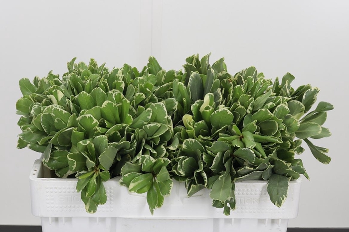 <h4>Pittosporum Ilan</h4>