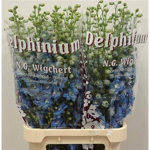 DELPH DU OV LI BLAUW