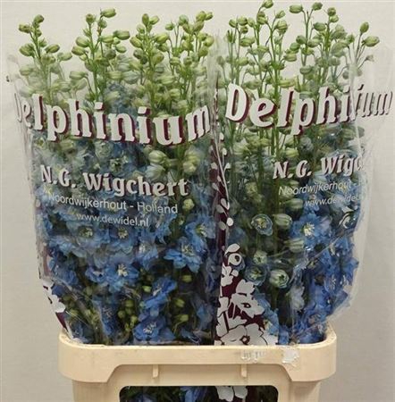 <h4>DELPH DU OV LI BLAUW</h4>