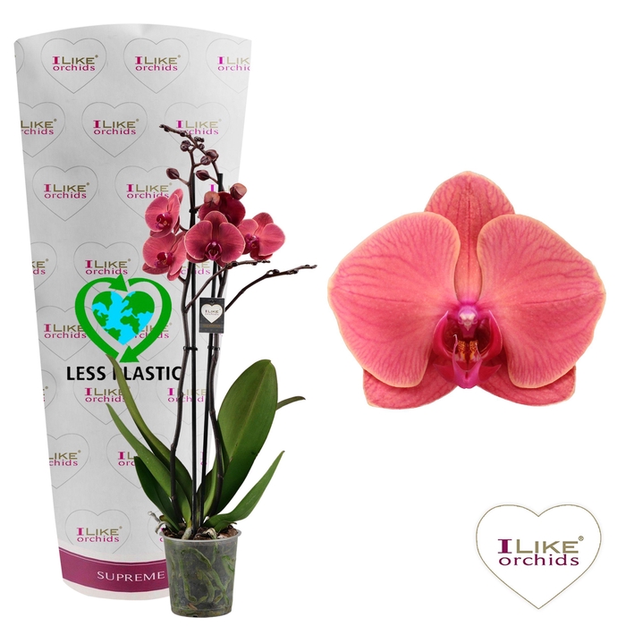 <h4>Phalaenopsis Asian Coral - 2 tak 70cm (Less Plastic)</h4>