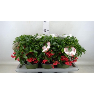 Ardisia crenata 'Bos Premium'