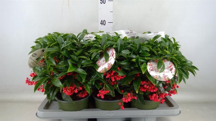 <h4>Ardisia crenata 'Bos Premium'</h4>