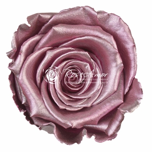 Xl Metallic Old Pink