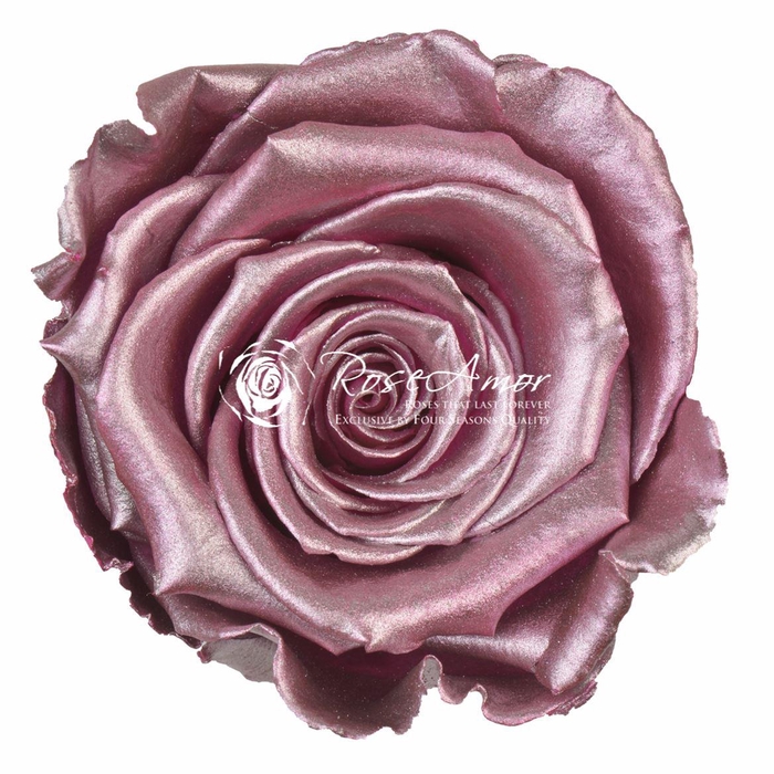 <h4>Xl Metallic Old Pink</h4>