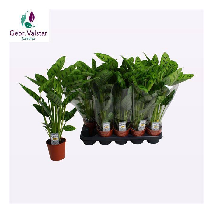 <h4>Calathea leopardina 12Ø 50cm</h4>
