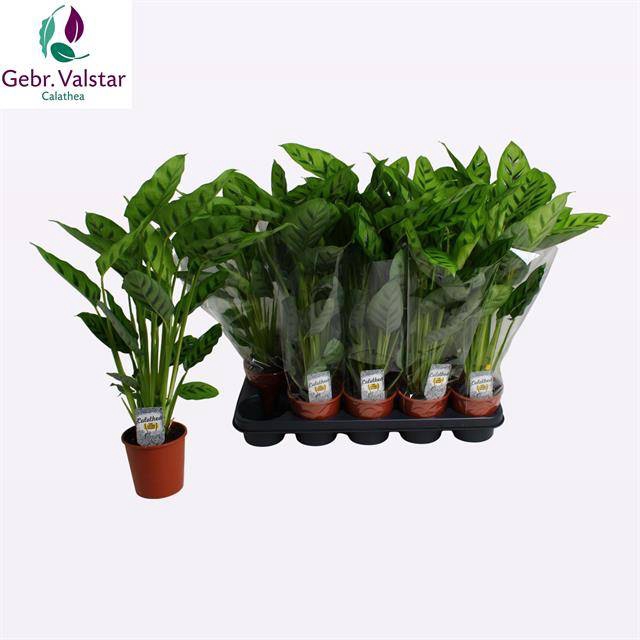 Calathea leopardina 12Ø 50cm