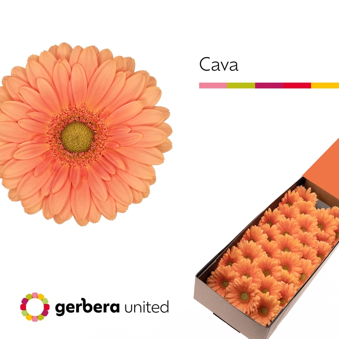 <h4>Germini Cava Doos</h4>