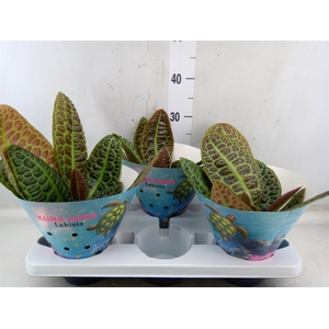 Labisia obtusifolia 'Kura Kura'