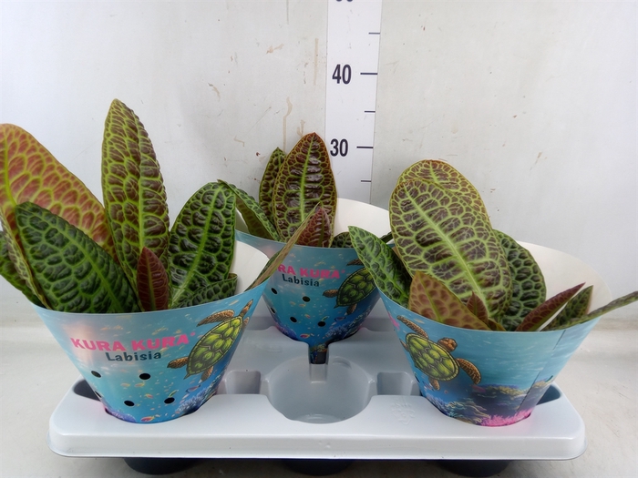 <h4>Labisia obtusifolia 'Kura Kura'</h4>
