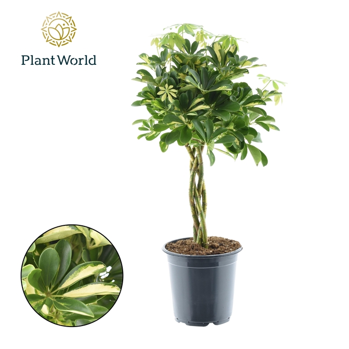 Schefflera Gold Capella gevlochten stam