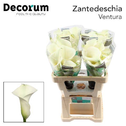 <h4>Zant Capt Ventura</h4>