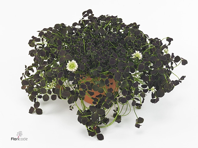 Trifolium repens 'Dark Debbie'