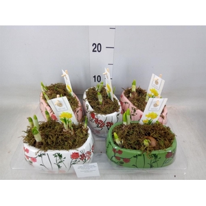 Arr.  Narcissus Tete Tete H%