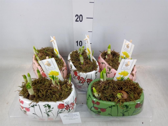 <h4>Arr.  Narcissus Tete Tete H%</h4>