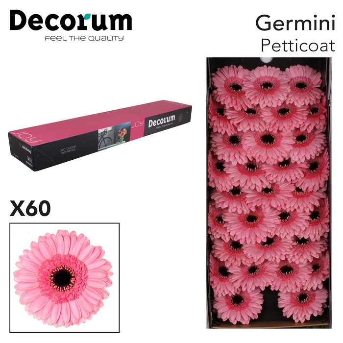 <h4>GE MI PETTICOAT Doos x60</h4>