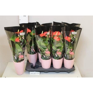 ARR ANTHURIUM