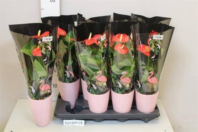 <h4>ARR ANTHURIUM</h4>