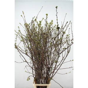 KERSENBLOESEM GROF PER STEM 200CM
