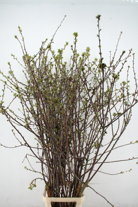 <h4>KERSENBLOESEM GROF PER STEM 200CM</h4>