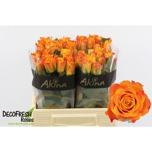 Rosa large marie-claire!