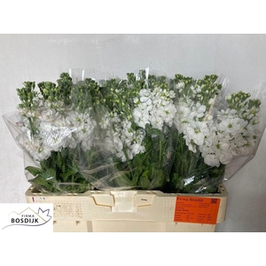 MATTH AIDA WHITE