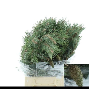 PINUS MUGO