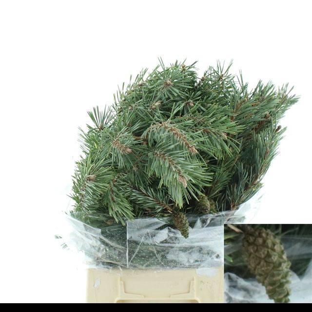 <h4>PINUS MUGO</h4>