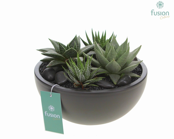 <h4>Schaal keramiek Moon Large zwart met Succulenten</h4>