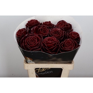 Brassica Wx (ex) Bordeaux