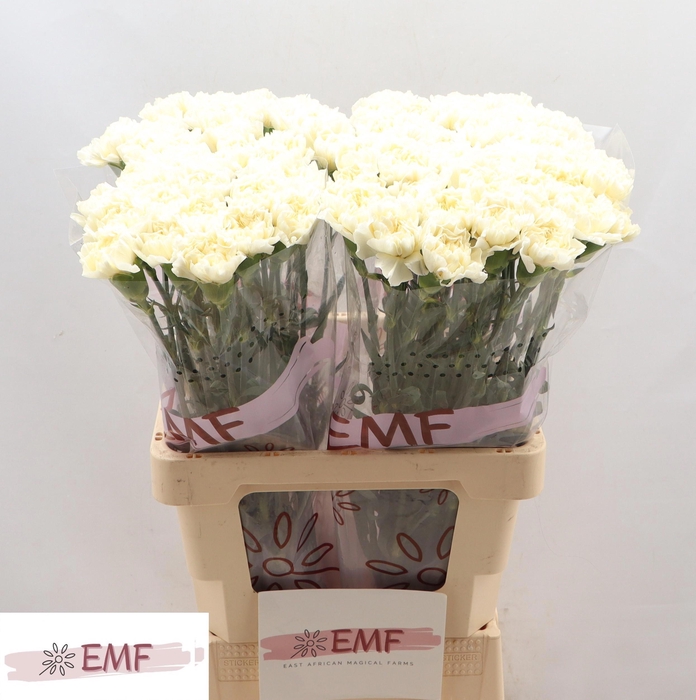 <h4>DI ST DILETTA CREMA</h4>