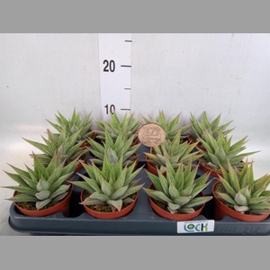 Haworthia limifolia 'Spider White'