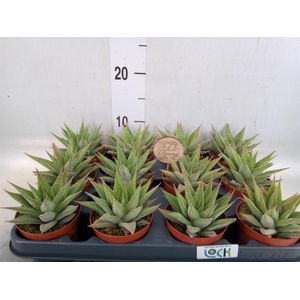 Haworthia limifolia 'Spider White'