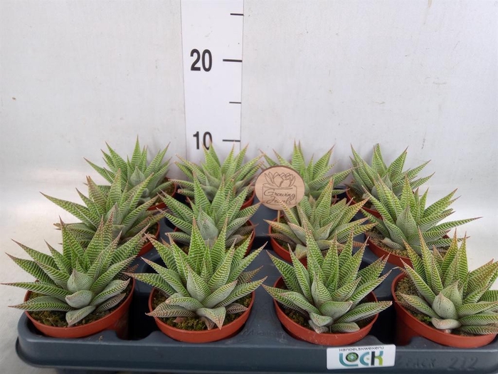 <h4>Haworthia limifolia 'Spider White'</h4>