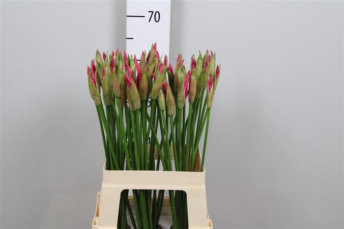 <h4>Ne Bo Ras Van Roon</h4>