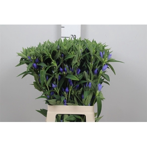 Gentiana Blue Sky
