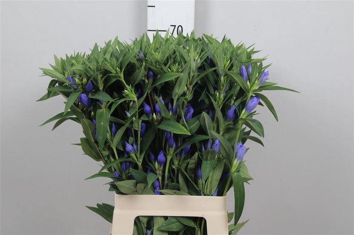<h4>Gentiana Blue Sky</h4>