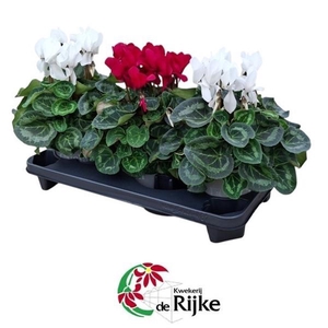 Cyclamen Super Serie XL 15 KerstMix