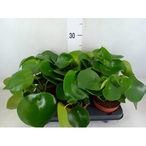 Peperomia polybotrya 'Raindrop'