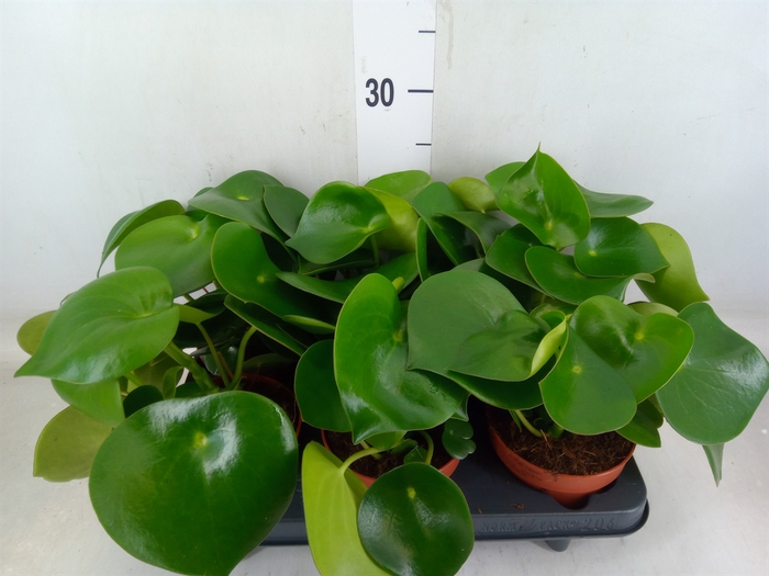 <h4>Peperomia polybotrya 'Raindrop'</h4>