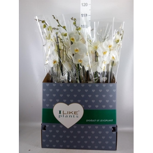 Phalaenopsis   ...white