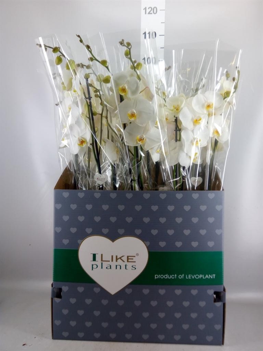 <h4>Phalaenopsis   ...white</h4>