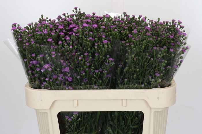 <h4>Aster Baby Pink</h4>