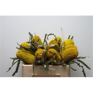 Banksia Speciosa Yellow