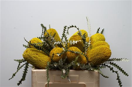 <h4>Banksia Speciosa Yellow</h4>